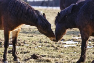 Two exmoor ponies sniffing each other, Hutewald forest in the Solling-Vogler nature park Park,