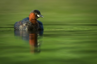Little Grebe (Tachybaptus ruficollis), Hesse, Germany