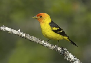 Western Tanager (Piranga ludoviciana) male, British Columbia, Canada