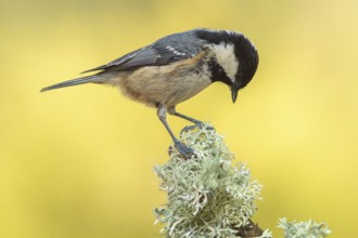 Coal Tit (Periparus ater) perched on a branch, Galicia, Spain