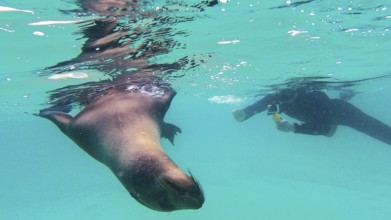 Galápagos sea lion (Zalophus wollebaeki), Galapagos, Ecuador
