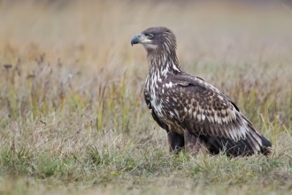 White-tailed Eagle (Haliaeetus albicilla) juvenile, Poland