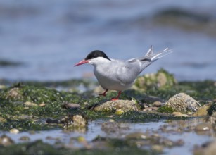 Arctic Tern (Sterna paradisaea), Wales, United Kingdom
