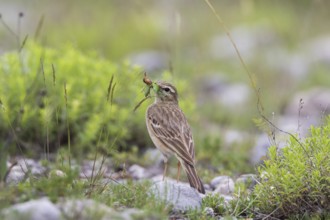 Tawny Pipit (Anthus campestris) carrying insect prey to feed young, Grobnik, Croatia