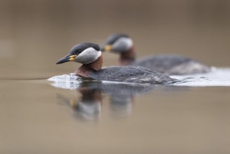 Red-necked Grebe (Podiceps grisegena) pair, Mecklenburg-Western Pomerania, Germany