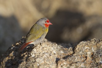 Green-winged Pytilia (Pytilia melba) male, Erongo, Namibia