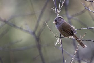 Brown Parrotbill (Cholornis unicolor) perched on a branch, Bumthang, Bhutan