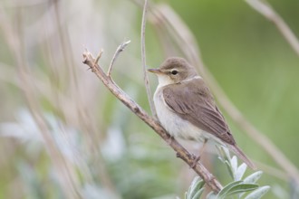 Booted Warbler - Buschspötter - Iduna caligata, Kazakhstan