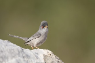 Balearic Warbler - Balearengrasmücke - Sylvia balearica, Mallorca, adult male