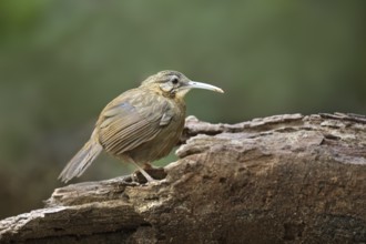 Short-tailed Scimitar Babbler (Jabouilleia danjoui), Bidoup National Park, Vietnam