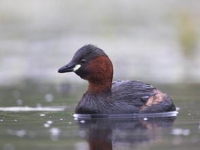 Little Grebe (Tachybaptus ruficollis), Mecklenburg-Western Pomerania, Germany