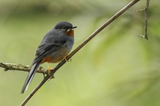 Rufous-throated Solitaire (Myadestes genibarbis) perched on a branch on the Caribbean Island of