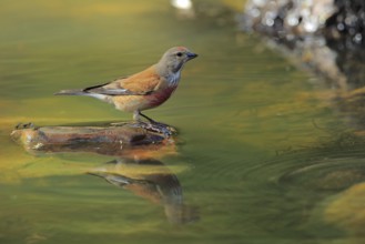 Common Linnet (Linaria cannabina) male at waterhole, Andalusia, Spain