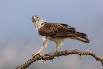 Habichtsadler, Bonelli's Eagle, Hieraaetus fasciatus, Aigle de Bonelli, Águila-azor Perdicera