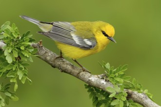 Blue-winged Warbler (Vermivora cyanoptera), Texas, USA