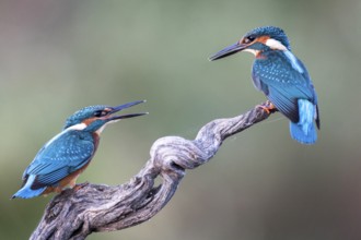 Common Kingfisher (Alcedo atthis) perched on a branch, Andalusia, Spain