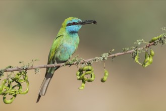 Green Bee-eater (Merops orientalis) with bee in its beak, Eilat, Israel