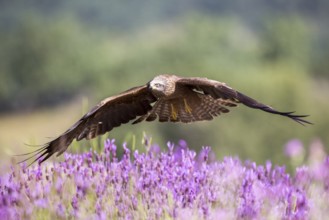 Black Kite (Milvus migrans) flying, Madrid, Spain