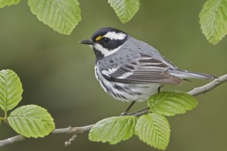 Black-throated Grey Warbler (Setophaga nigrescens), British Columbia, Canada