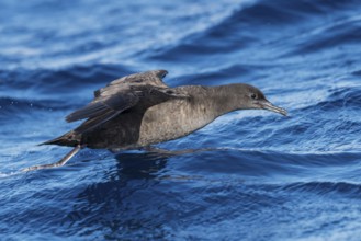 Sooty Shearwater (Ardenna grisea) flying, Eilat, Israel