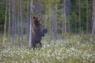 Eurasian Brown Bear (Ursus arctos) standing at tree trunk and rubbing its back, Finland