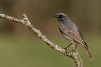Black Redstart (Phoenicurus ochruros) male, Lower Saxony, Germany