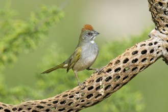 Green-tailed Towhee Pipilo chlorurus Tucson, Pima County, ARIZONA, United States 29 April Adult