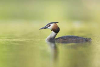 Great Crested Grebe (Podiceps cristatus), Switzerland