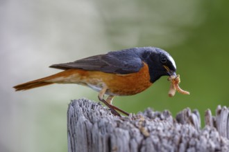 Common Redstart (Phoenicurus phoenicurus) male with feed in beak, North Rhine-Westphalia, Germany