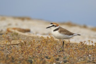 Kentish Plover (Charadrius alexandrinus) male, Greece