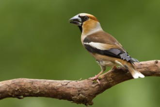 Hawfinch (Coccothraustes coccothraustes) male, Utrecht, Netherlands