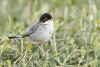 Sardinian Warbler (Sylvia melanocephala) male singing, Mallorca, Spain