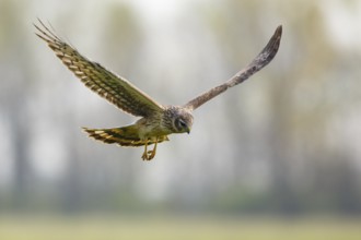 Hen Harrier (Circus cyaneus) female flying, Hungary