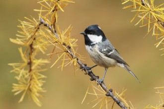 Coal Tit (Periparus ater), Switzerland