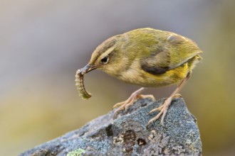 New Zealand Rockwren (Xenicus gilviventris) with prey, South Island, New Zealand