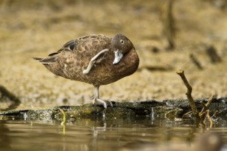 Brown Teal (Anas chlorotis) female, North Island, New Zealand
