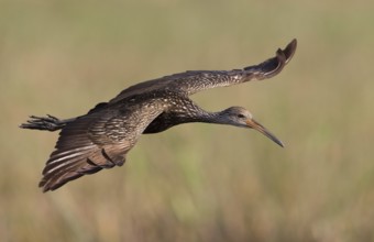 Limpkin (Aramus guarauna) flying, Florida, USA