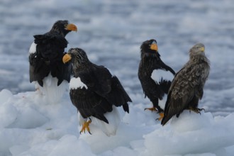 Steller's Sea Eagle (Haliaeetus pelagicus), Hokkaido, Japan