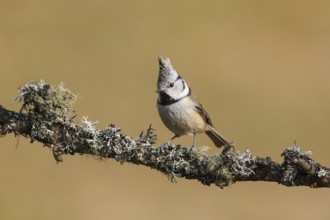 European Crested Tit (Lophophanes cristatus), Carinthia, Austria