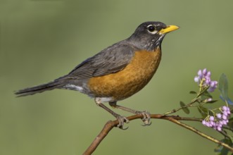 American Robin (Turdus migratorius), British Columbia, Canada