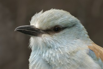 European Roller (Coracias garrulus), California, USA