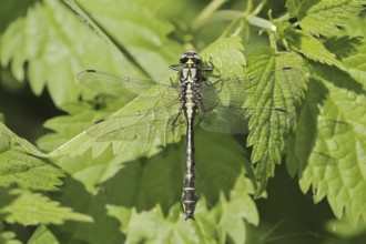 Common Club-tail (Gomphus vulgatissimus), male, North Rhine-Westphalia, Germany
