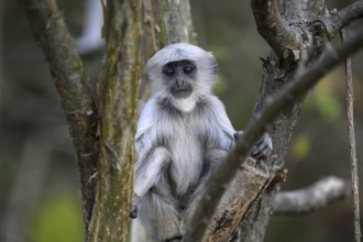 Terai grey langur (Semnopithecus hector), juvenile, portrait, Corbett National Park, near Ramnagar,