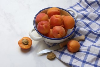 Apricot, apricots in shell, Prunus armeniaca