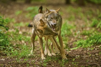 Two wolves interacting lively in a green forest, Wolf (Canis Lupus), Germany