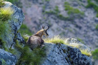 Chamois lying relaxed on a rock with grassy background, chamois, chamois, (Rupicapra rupicaprae),