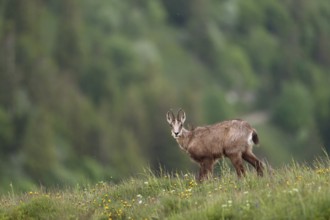 Where have all the flowers gone... Chamois (Rupicapra rupicapra), chamois feeding on grasses and