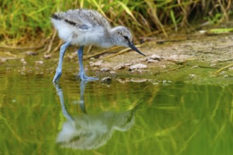 Young bird looking at the water with a clear reflection, Avocet, (Recurvirostra avosetta), France