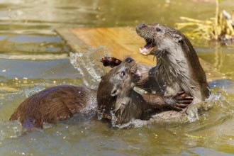 Two otters in energetic play in the water, with lively movements and splashing energy, European
