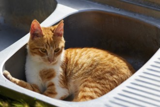 Orange cat lying comfortably in a sink and resting, Kalithea, cat station, Rhodes, Dodecanese,